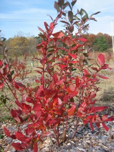 A young Blue Crop blueberry bush in fall colors